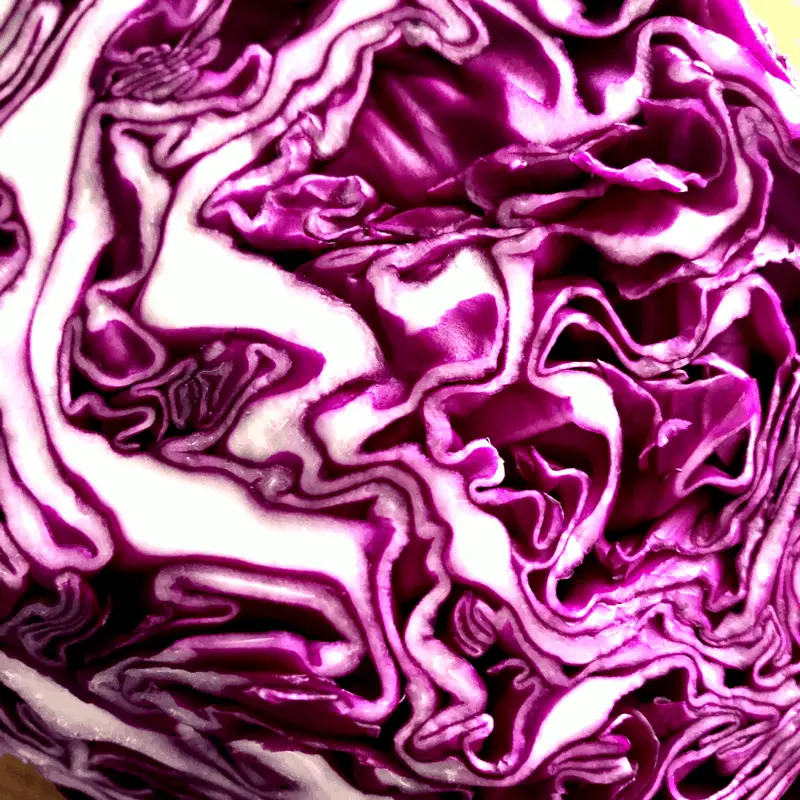 red purple cabbage