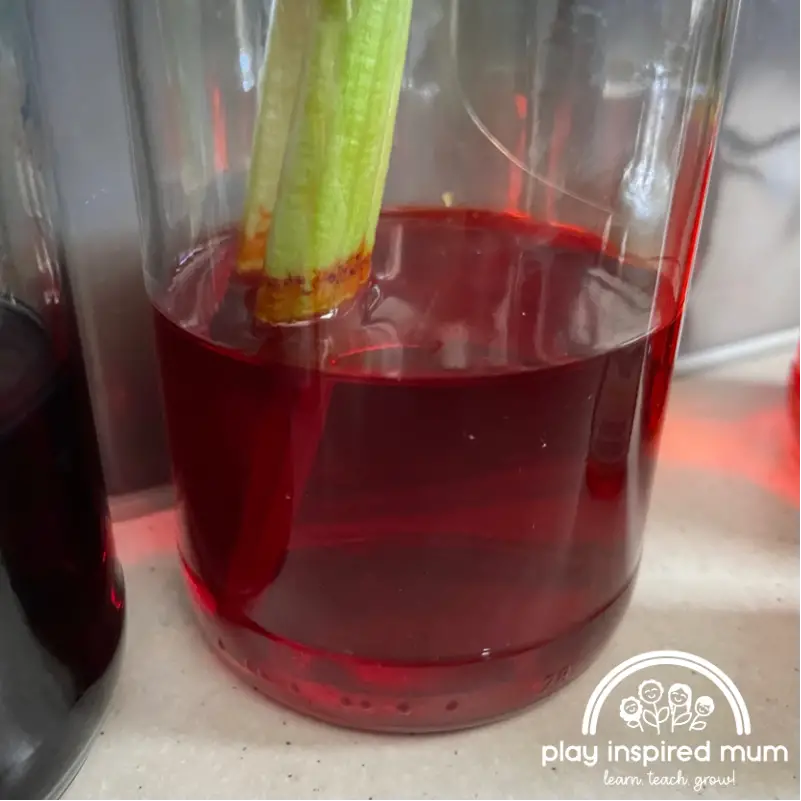 Water line showing volume transpired coloured celery experiment 