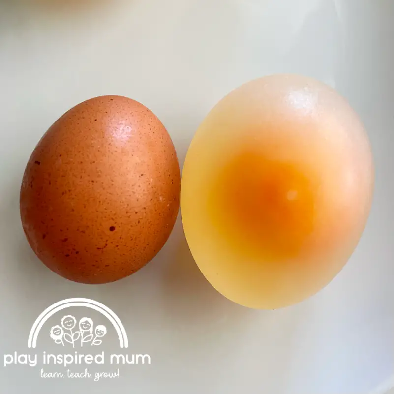 Rubber egg science experiment comparison 