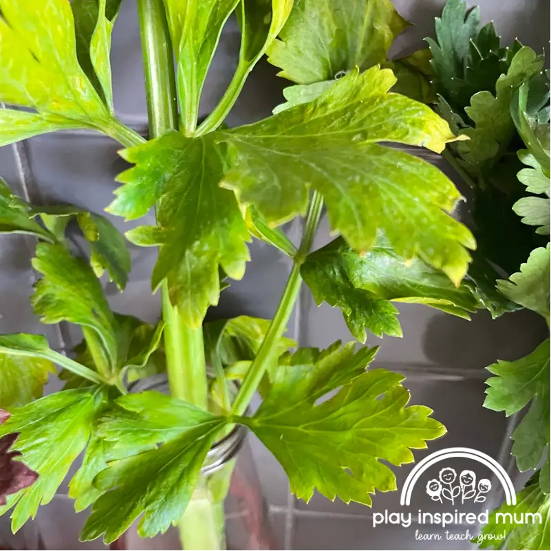 yellow celery leaves science experiment 