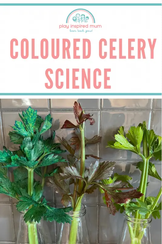 Coloured celery science experiment 