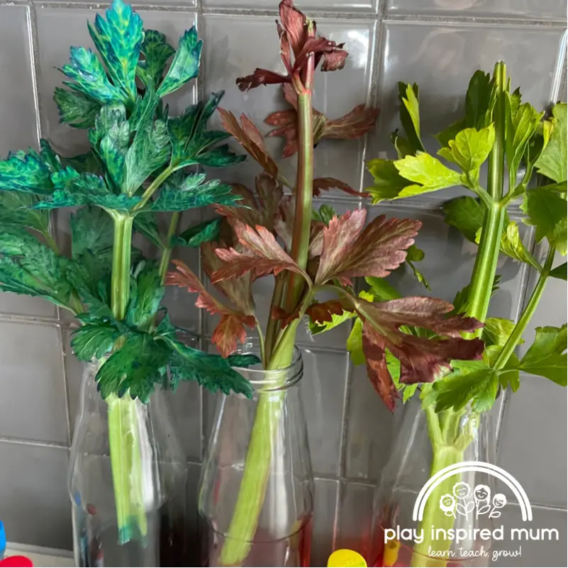 Coloured Celery science experiment after 45 hours
