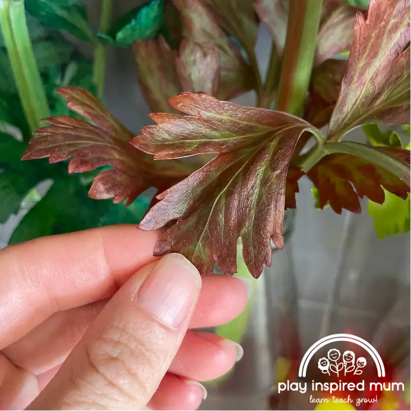 red celery leaves science experiment 