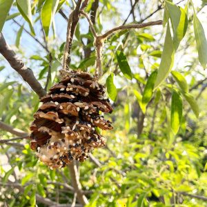 Homemade pine cone bird feeder