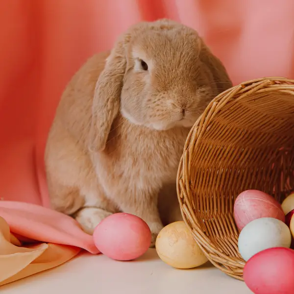 Bunny with hand crafted Easter eggs