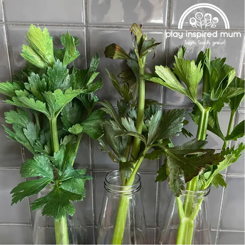 Coloured Celery Science Experiment - Play Inspired Mum