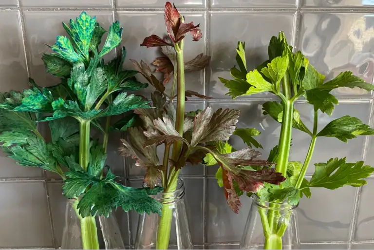 Coloured Celery Science Experiment