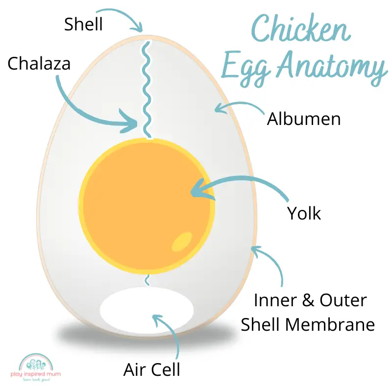 Chicken Egg Anatomy